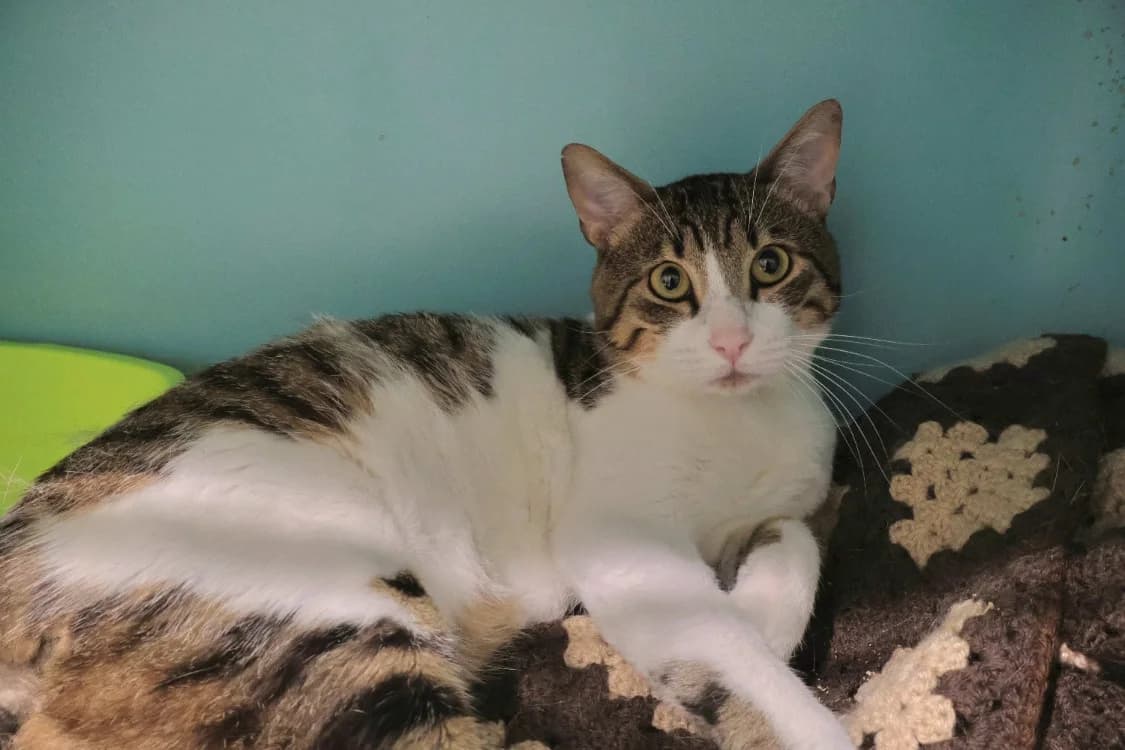 Roudoudou, male 6yo mixed breed for adoption at SPA Draguignan (Flayosc), Draguignan