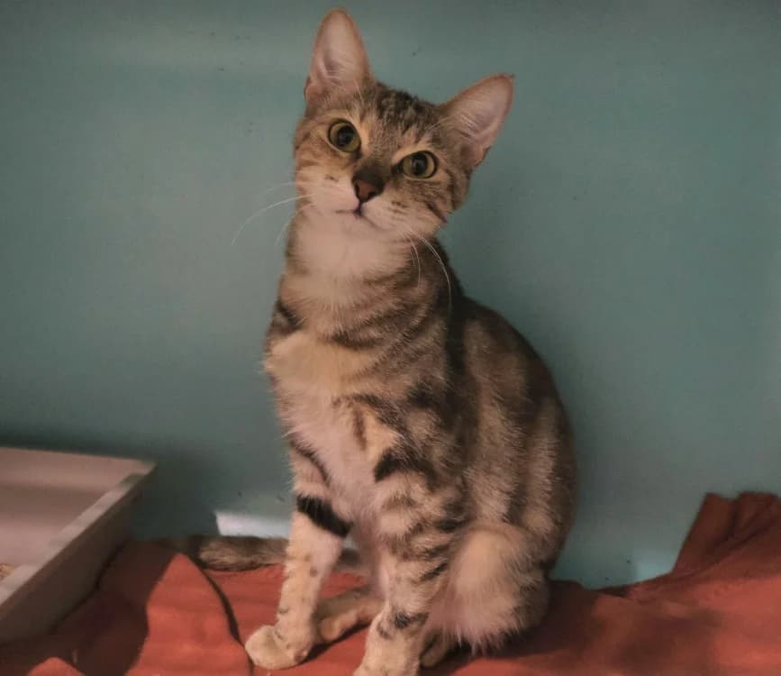 Waza, female 3yo Mixed Breed for adoption at SPA Draguignan (Flayosc), Draguignan