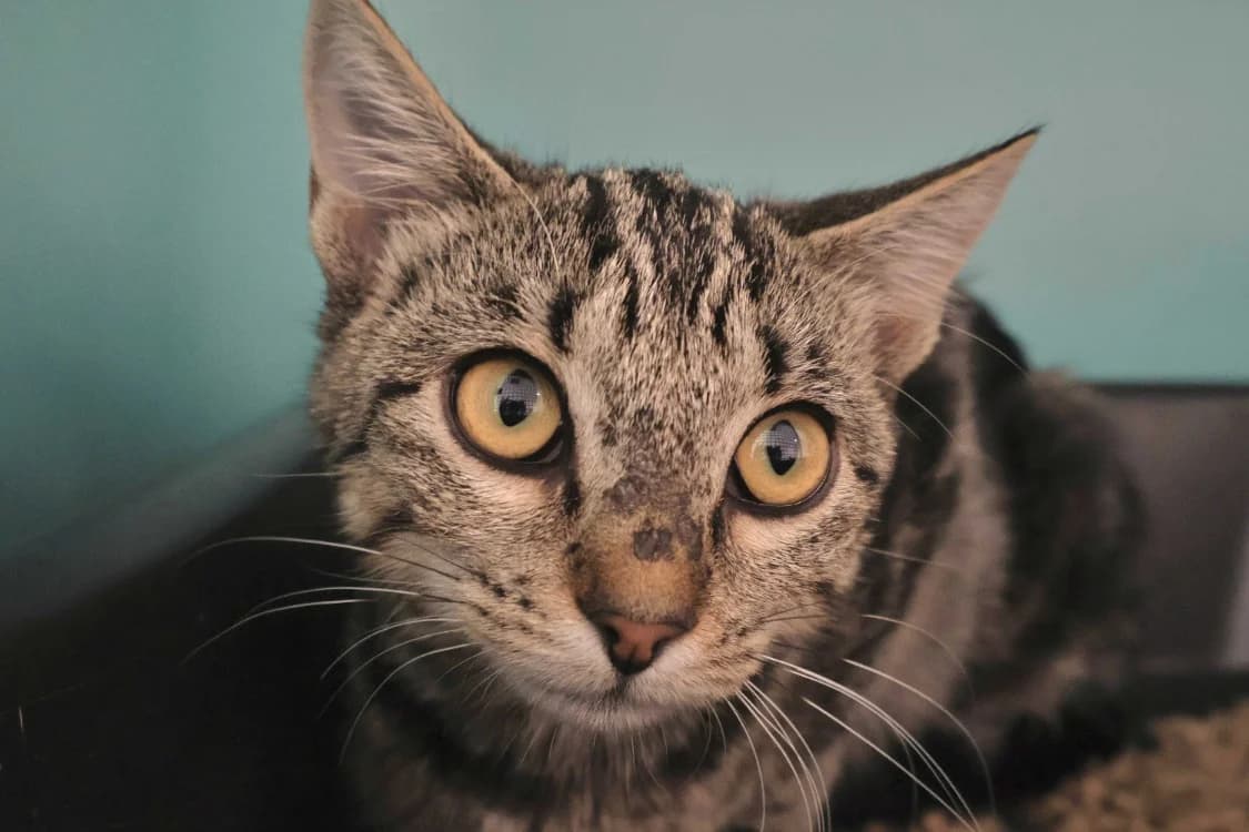 Zou, female Mixed Breed for adoption at SPA Draguignan (Flayosc), Draguignan