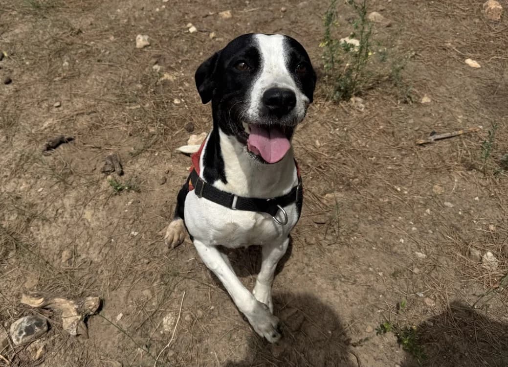 Nala, female young Labrador Retriever for adoption at SPA Draguignan (Flayosc), Draguignan