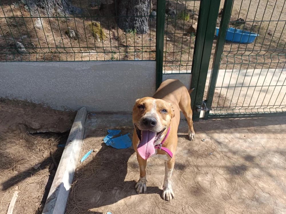 Paddy, male 7yo Mixed Breed for adoption at SPA Draguignan (Flayosc), Draguignan