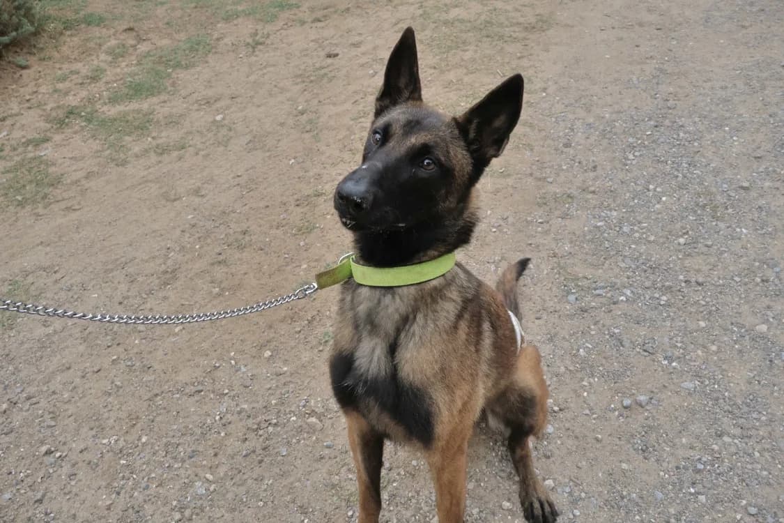 Zoé, female young Belgian Malinois for adoption at SPA Draguignan (Flayosc), Draguignan