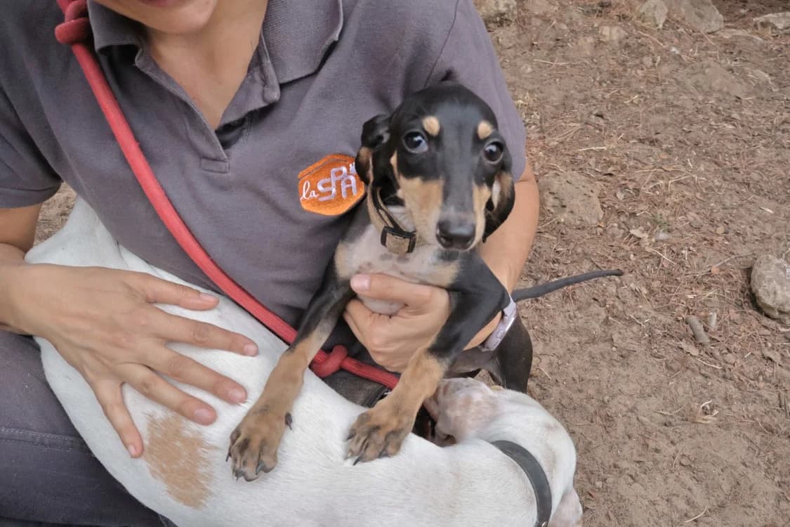 Crevette, female puppy mixed breed for adoption at SPA Draguignan (Flayosc), Draguignan