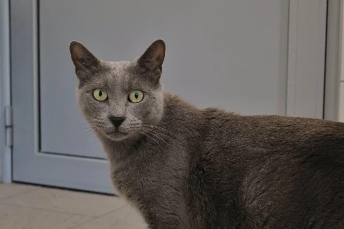 Shado, male 4yo Mixed Breed for adoption at SPA Draguignan (Flayosc), Draguignan