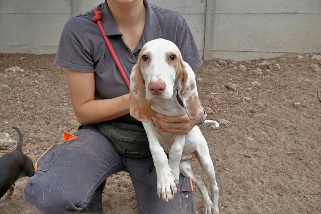 Omar, male puppy mixed breed for adoption at SPA Draguignan (Flayosc), Draguignan