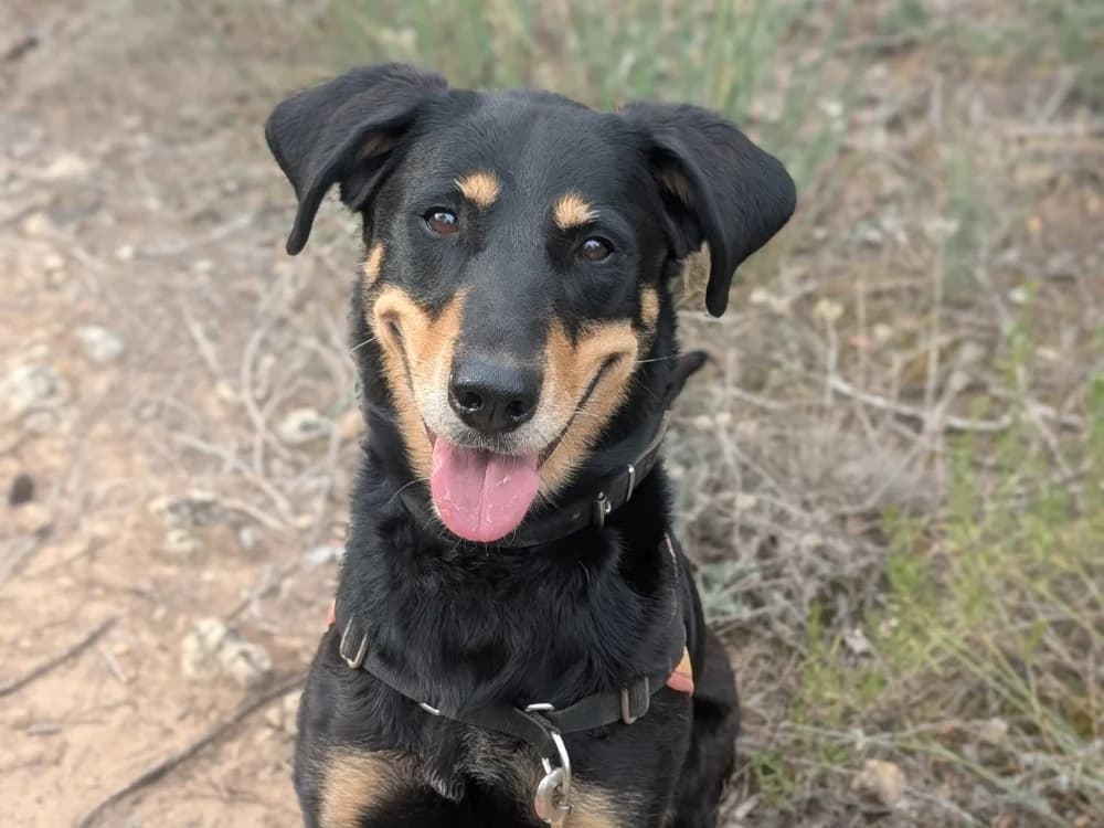Celeste, female young mixed breed for adoption at SPA Draguignan (Flayosc), Draguignan