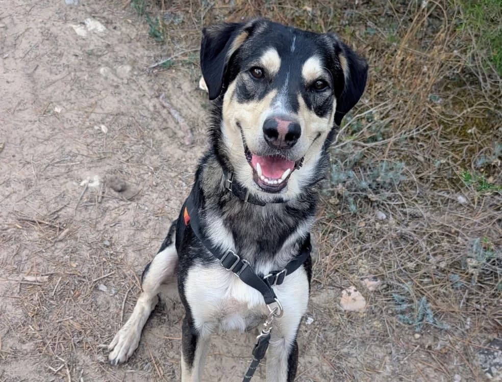 Urka, male young mixed breed for adoption at SPA Draguignan (Flayosc), Draguignan