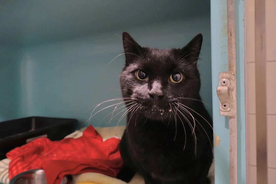 Cat 250650, male 7yo Mixed Breed for adoption at SPA Draguignan (Flayosc), Draguignan