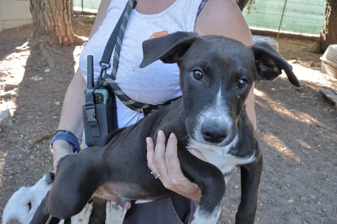 Ugolin (chiot marron), male mixed breed for adoption at SPA Draguignan (Flayosc), Draguignan