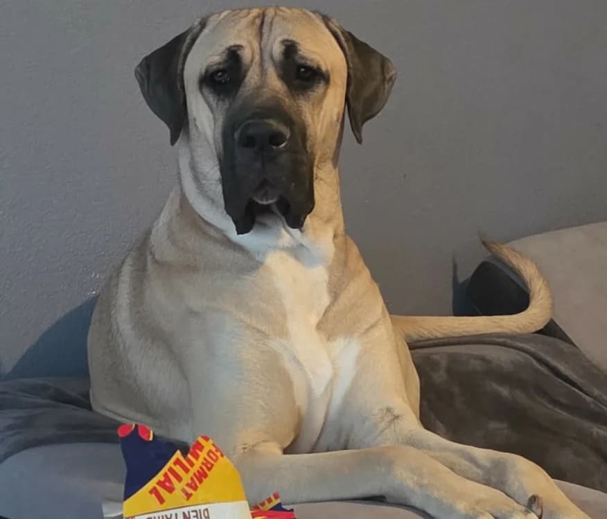 Oslo, male young Cane Corso for adoption at SPA Draguignan (Flayosc), Draguignan