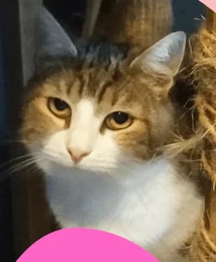 Perle, female 3yo European Shorthair for adoption at SPA du Centre, spa du centre