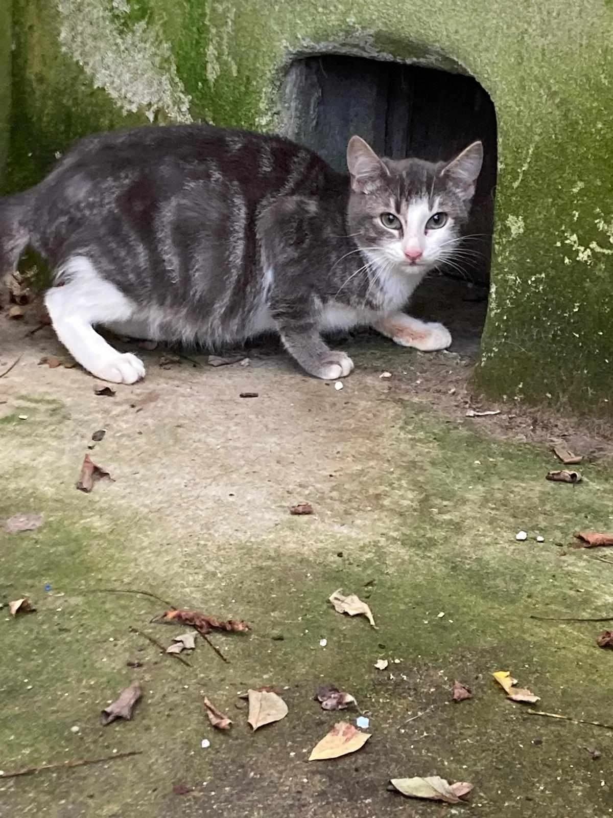 Raven, female young European Shorthair for adoption at SPA du Centre, spa du centre