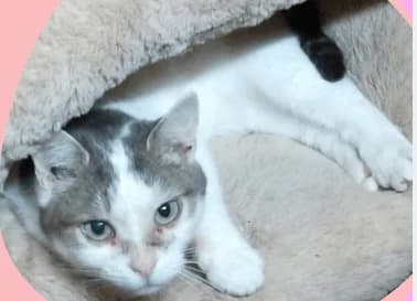 Turquoise, female senior European Shorthair for adoption at SPA du Centre, spa du centre