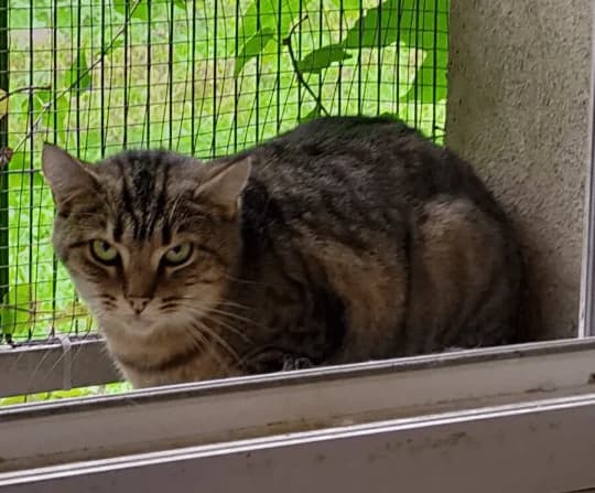 Vanille, female 3yo European Shorthair for adoption at SPA du Centre, spa du centre