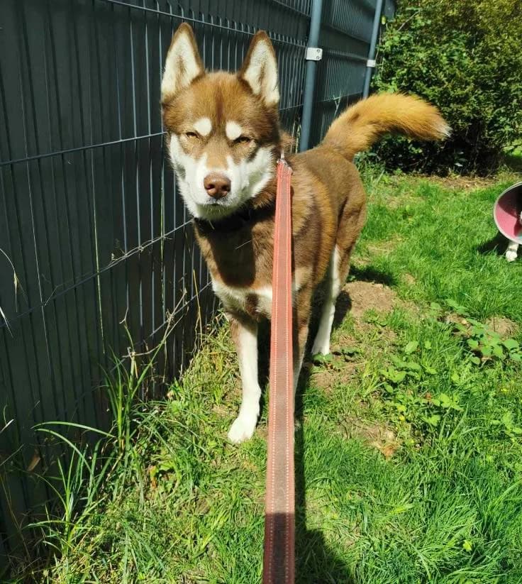 Dewey, male 5yo Husky for adoption at SPA du Centre, spa du centre