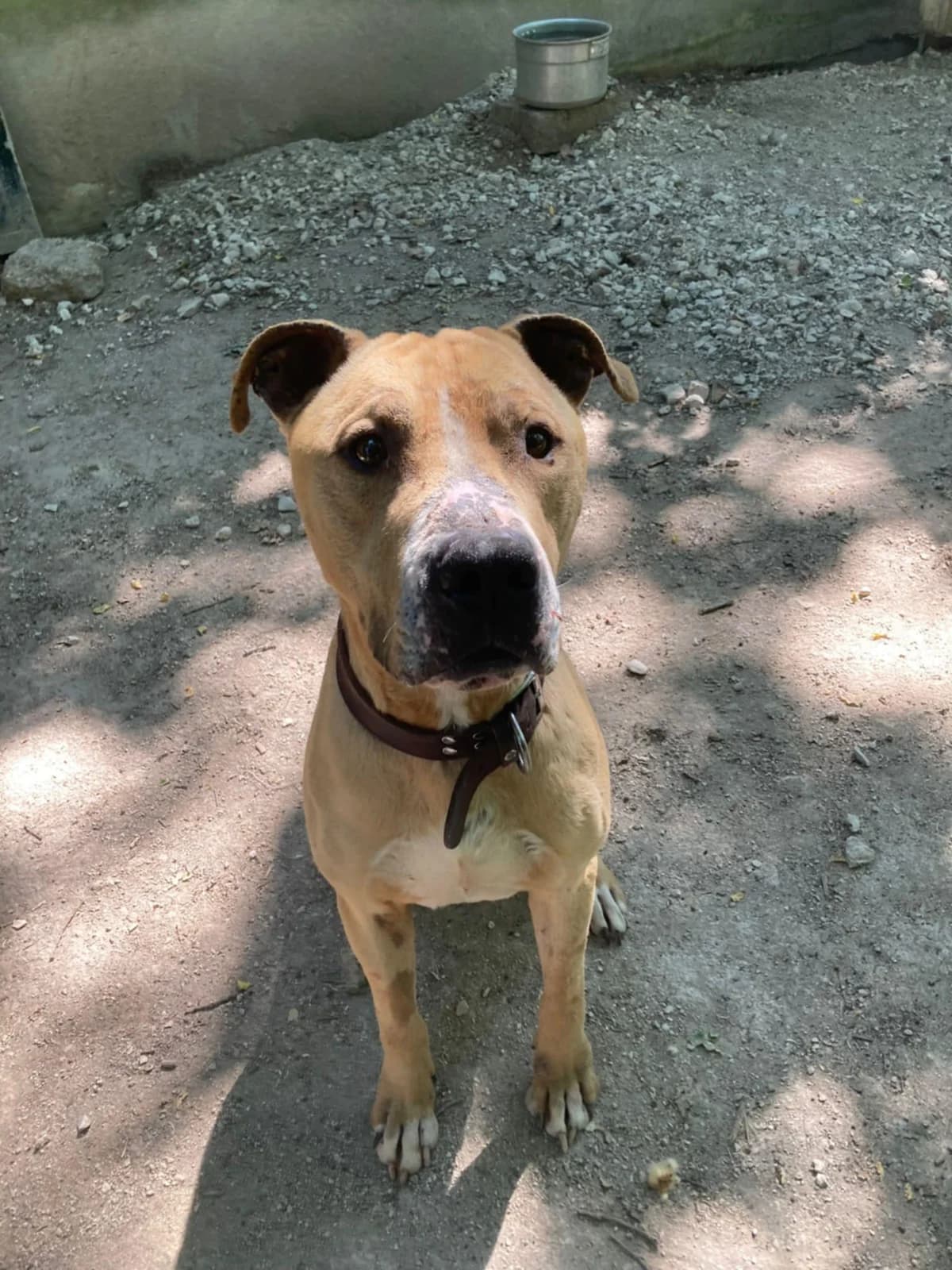 Drex, male 3yo mixed breed for adoption at SPA du Centre, spa du centre