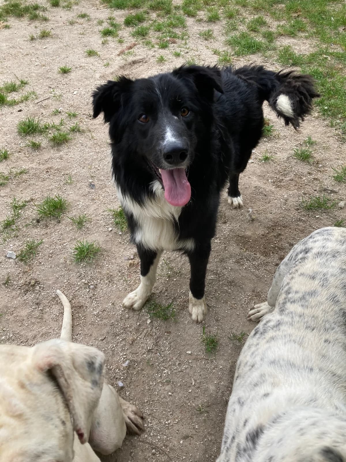 Goldi, male young Border Collie for adoption at SPA du Centre, spa du centre