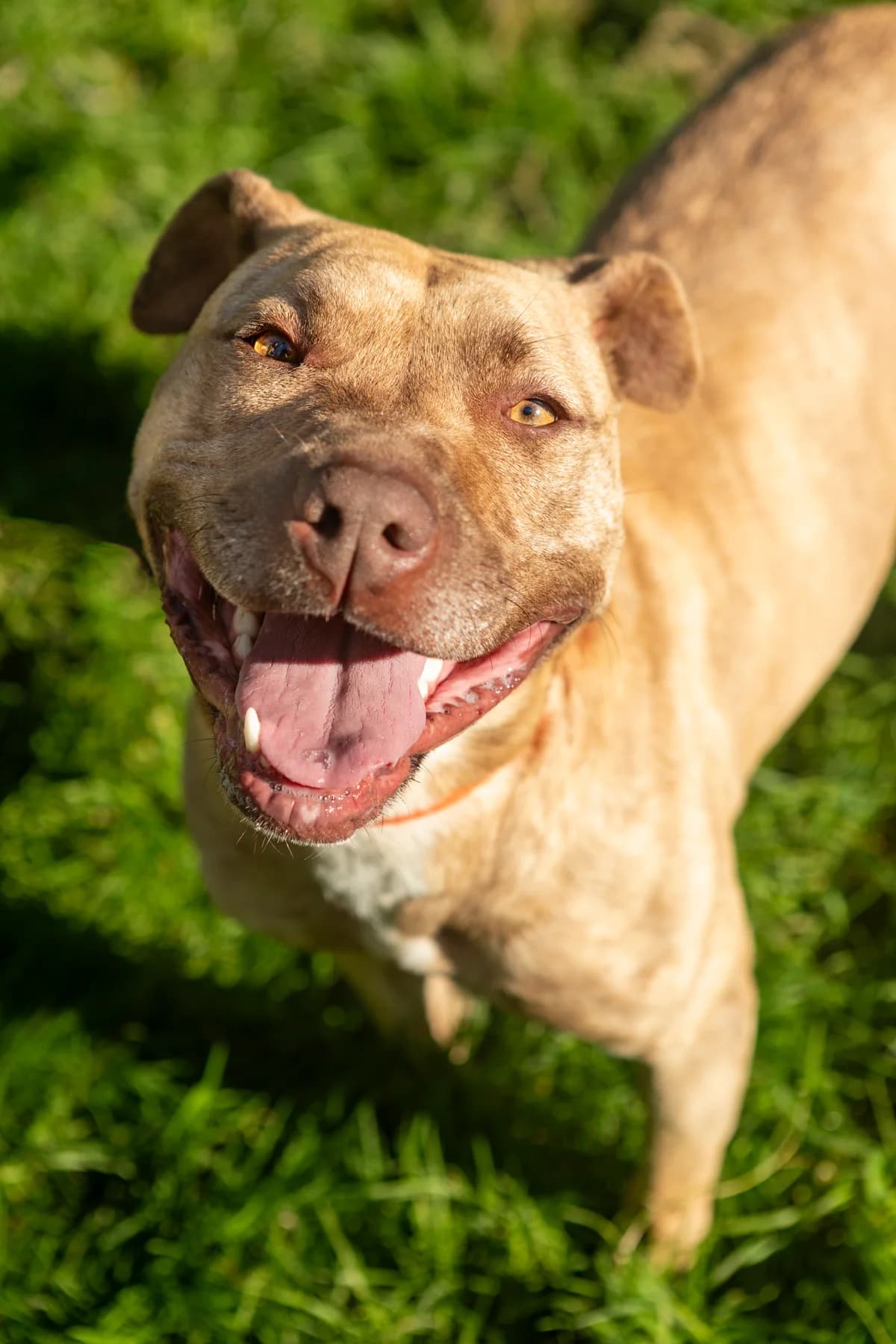 KATANA SOS, female 5yo mixed breed for adoption at SPA du Centre, spa du centre