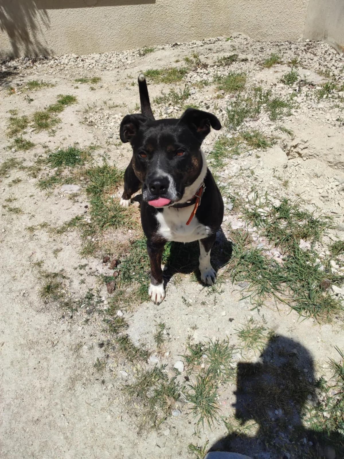 Luchio SOS, male 5yo Mixed Breed for adoption at SPA du Centre, spa du centre