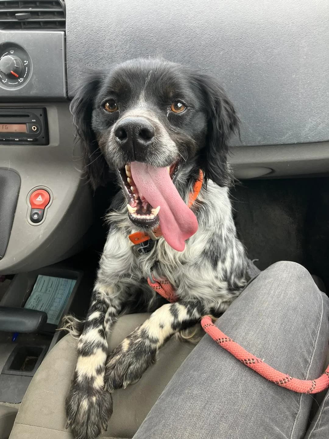 Luffy, male 5yo Brittany Spaniel for adoption at SPA du Centre, spa du centre