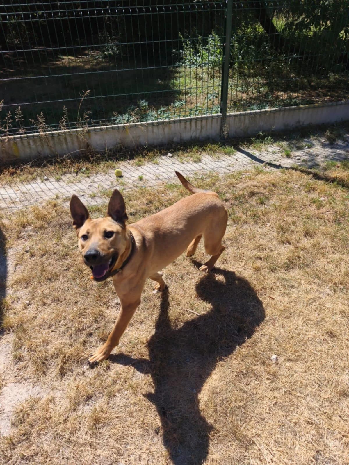 Lyra, female young Belgian Malinois for adoption at SPA du Centre, spa du centre