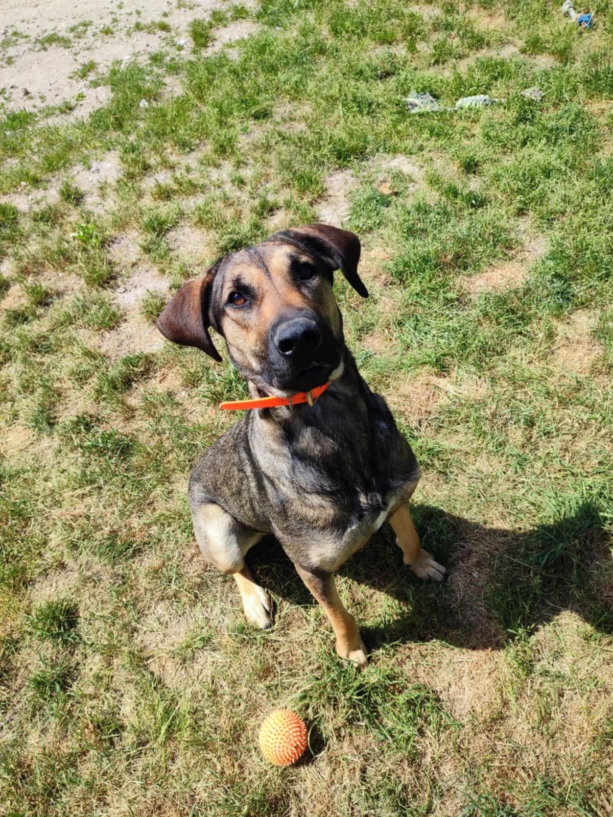 Maggie SOS, female 4yo Mixed Breed for adoption at SPA du Centre, spa du centre