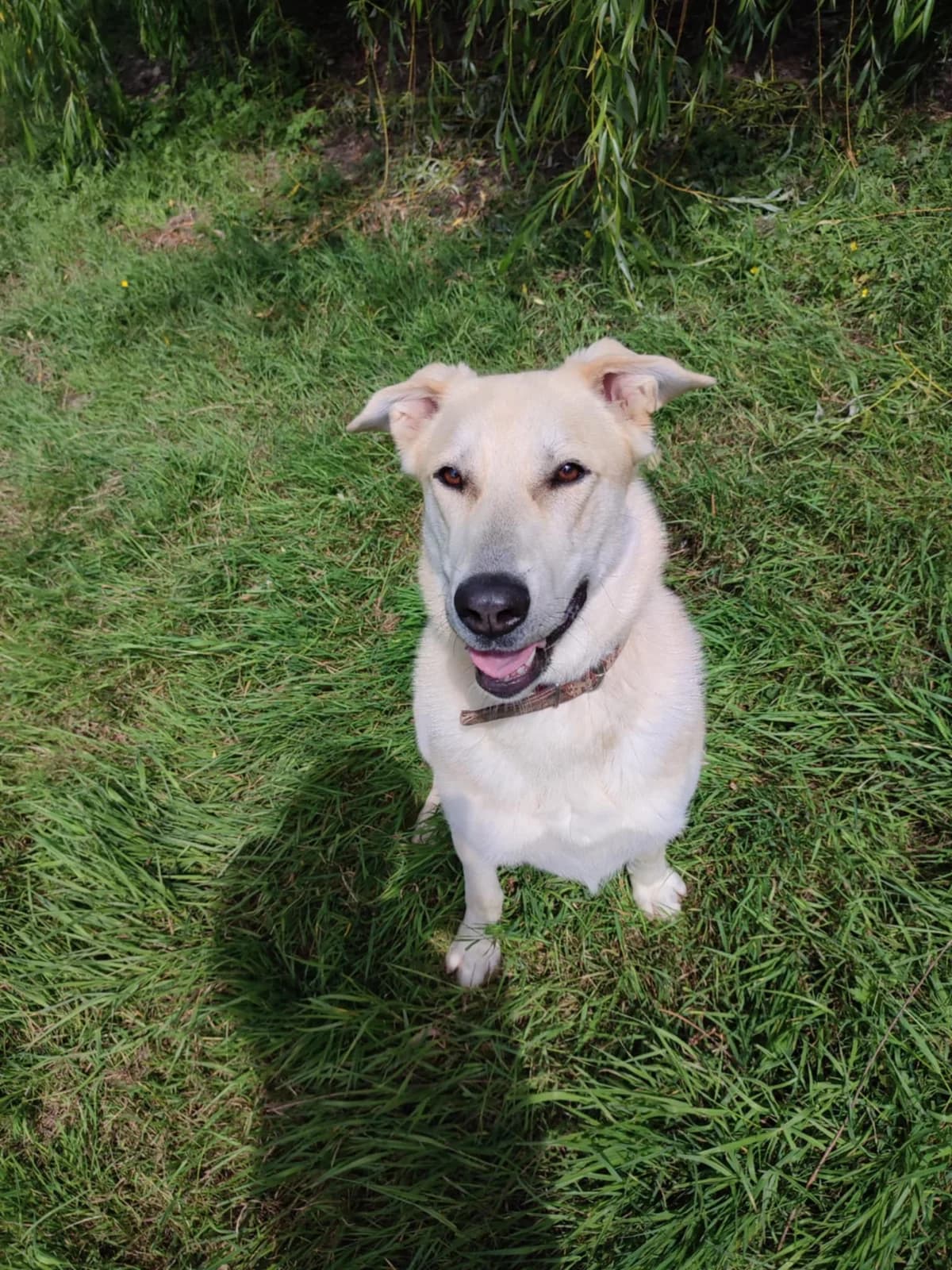 Maya, female 3yo mixed breed for adoption at SPA du Centre, spa du centre