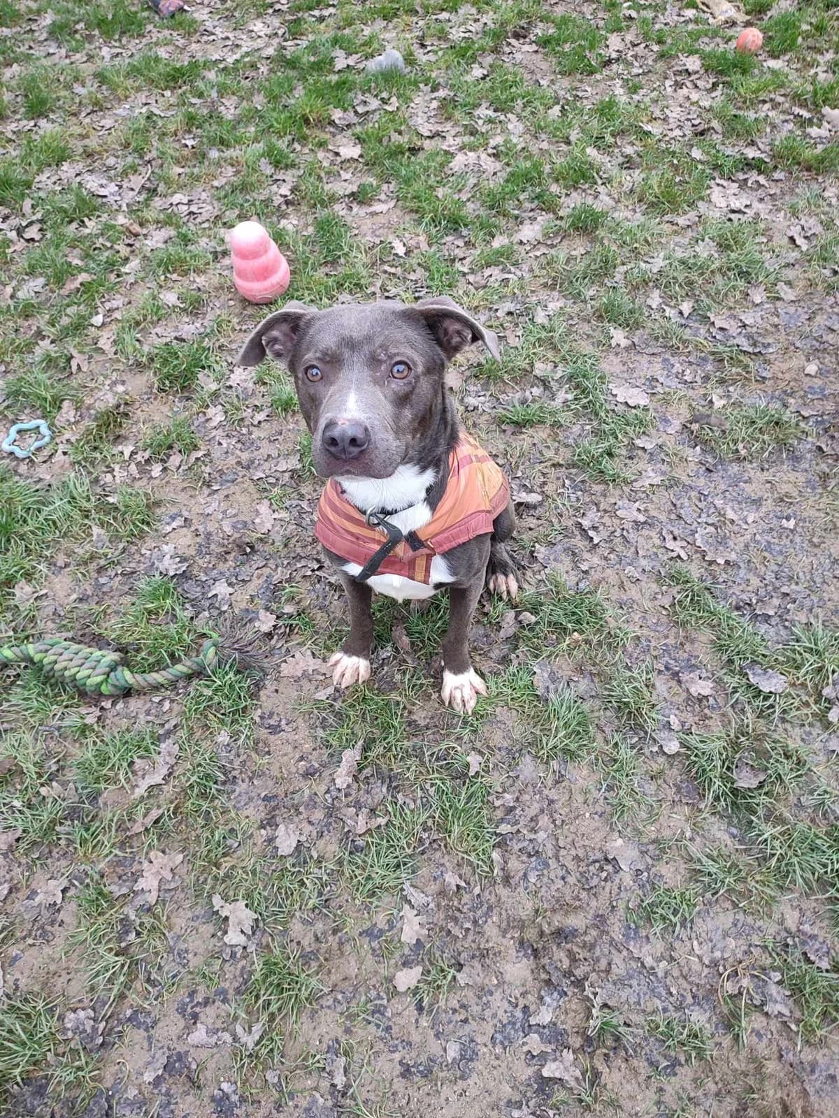 Quetzal, male 3yo mixed breed for adoption at SPA du Centre, spa du centre