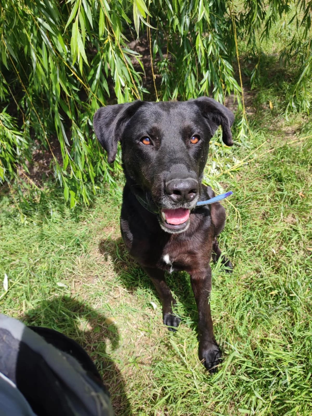 Shadow, male senior Labrador Retriever for adoption at SPA du Centre, spa du centre