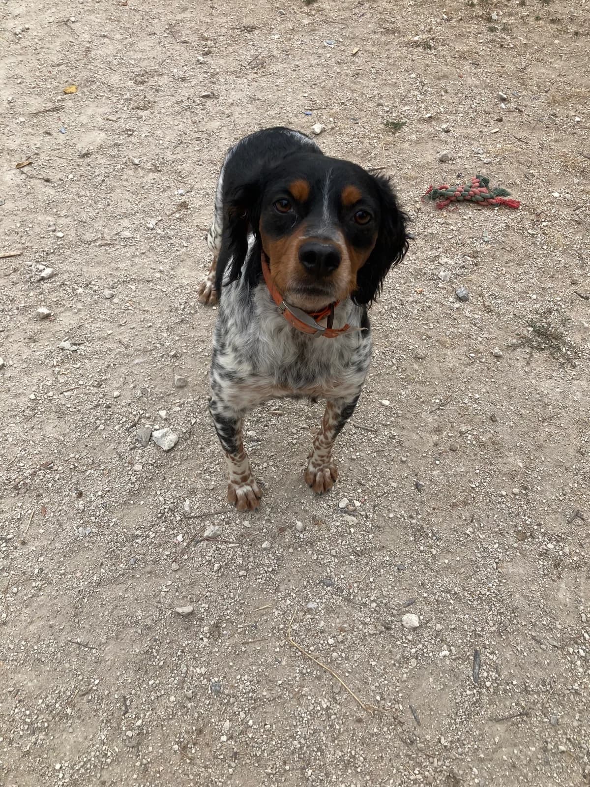 Sim, male young Brittany Spaniel for adoption at SPA du Centre, spa du centre