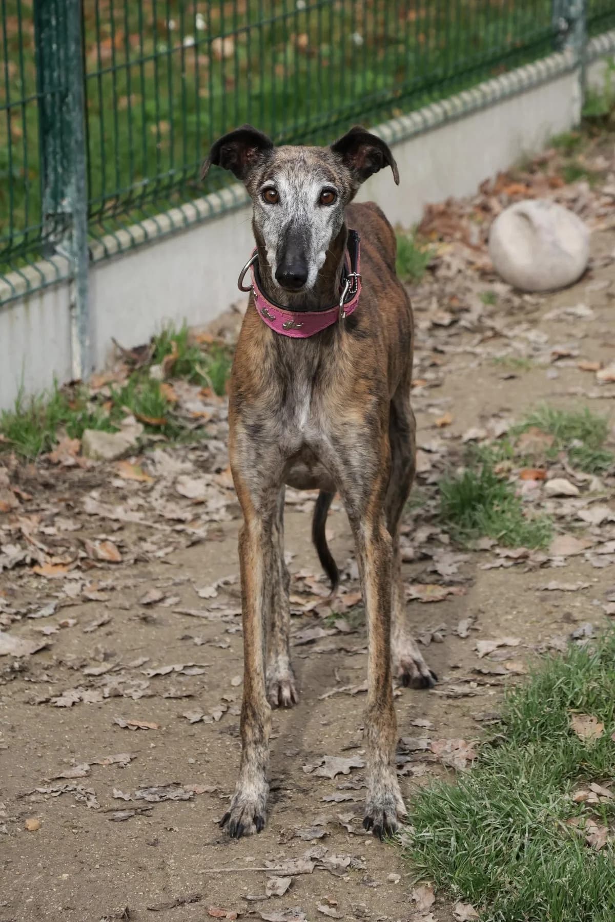 Solea, female 4yo mixed breed for adoption at SPA du Centre, spa du centre