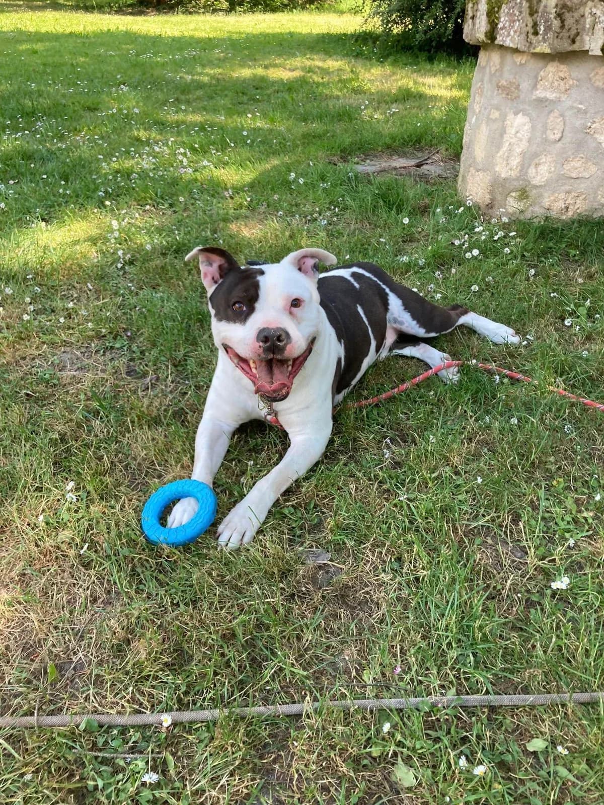Solo, male senior Staffordshire Bull Terrier for adoption at SPA du Centre, spa du centre