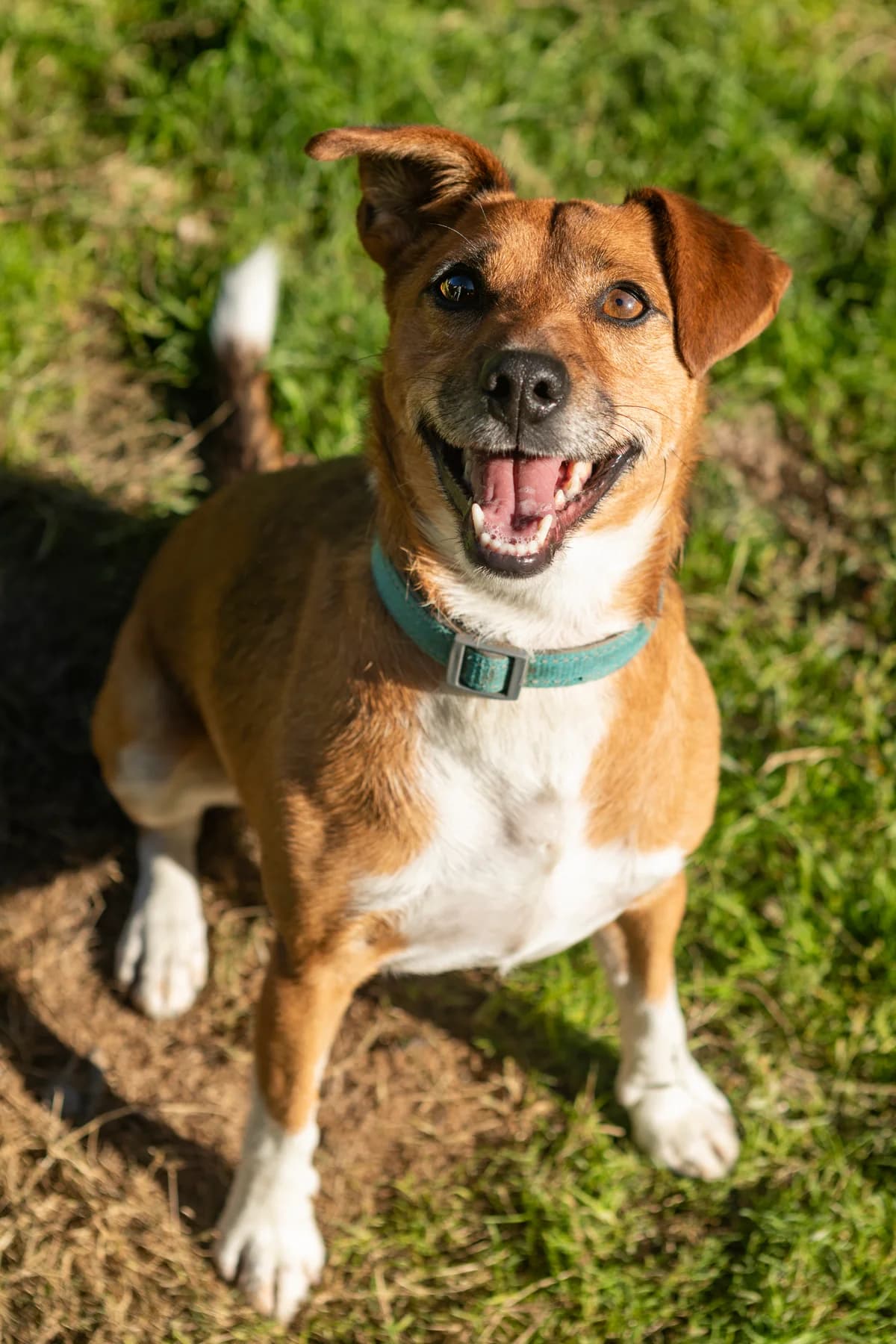 Sparky SOS, male 4yo mixed breed for adoption at SPA du Centre, spa du centre