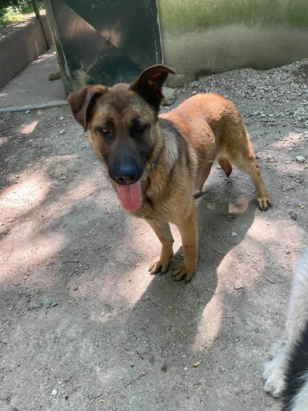 Veyko, male young German Shepherd for adoption at SPA du Centre, spa du centre