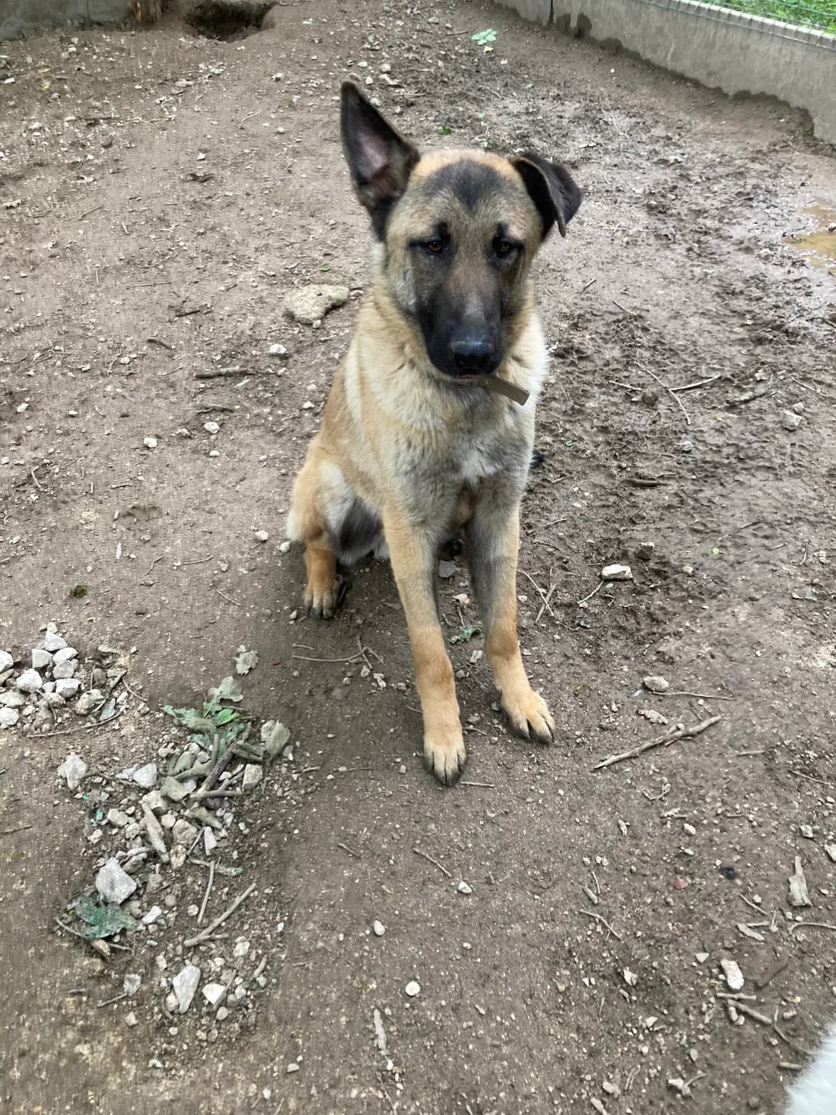 Yasuri, male 3yo Belgian Malinois for adoption at SPA du Centre, spa du centre