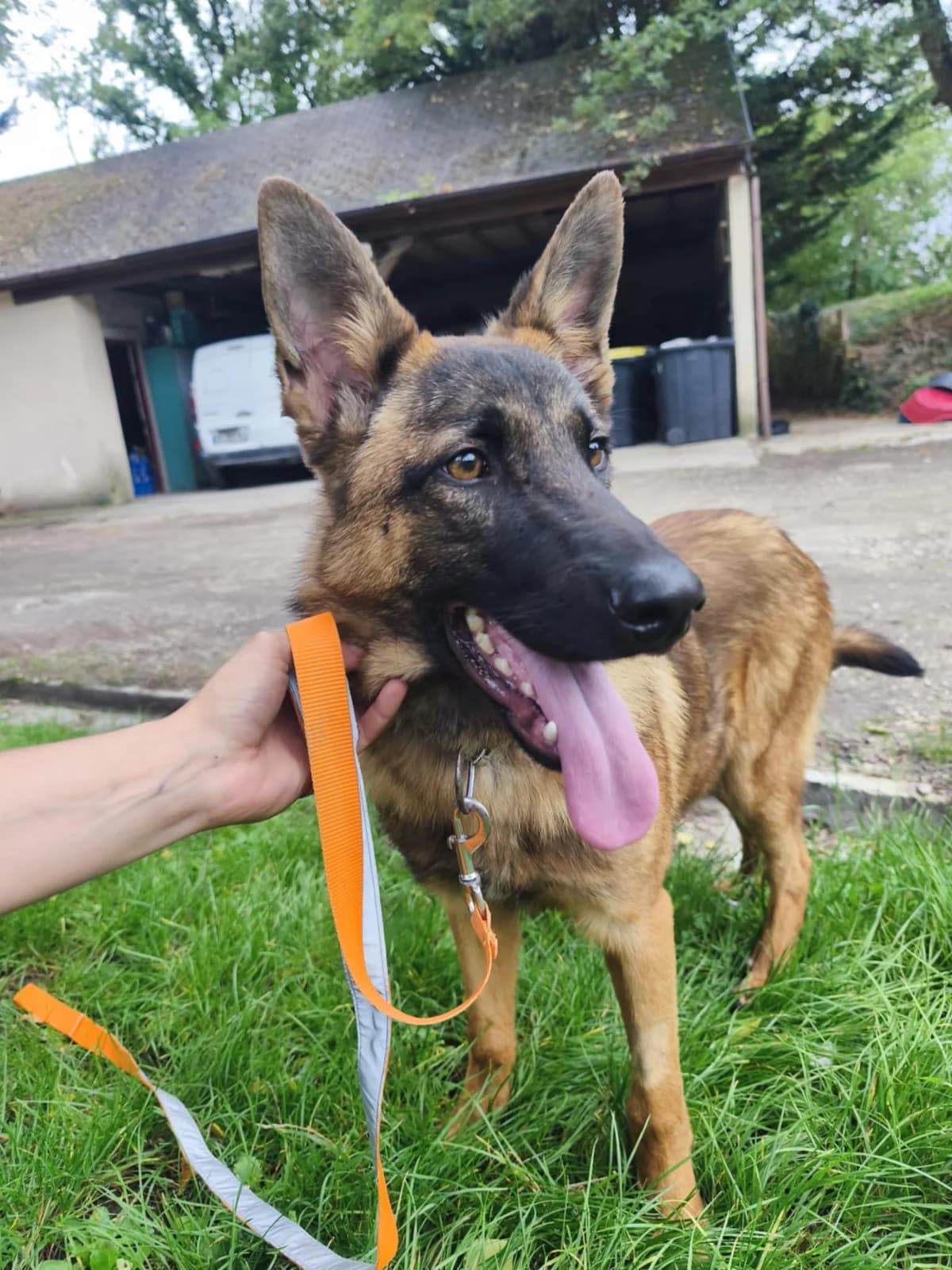 Zarel, male young mixed breed for adoption at SPA du Centre, spa du centre