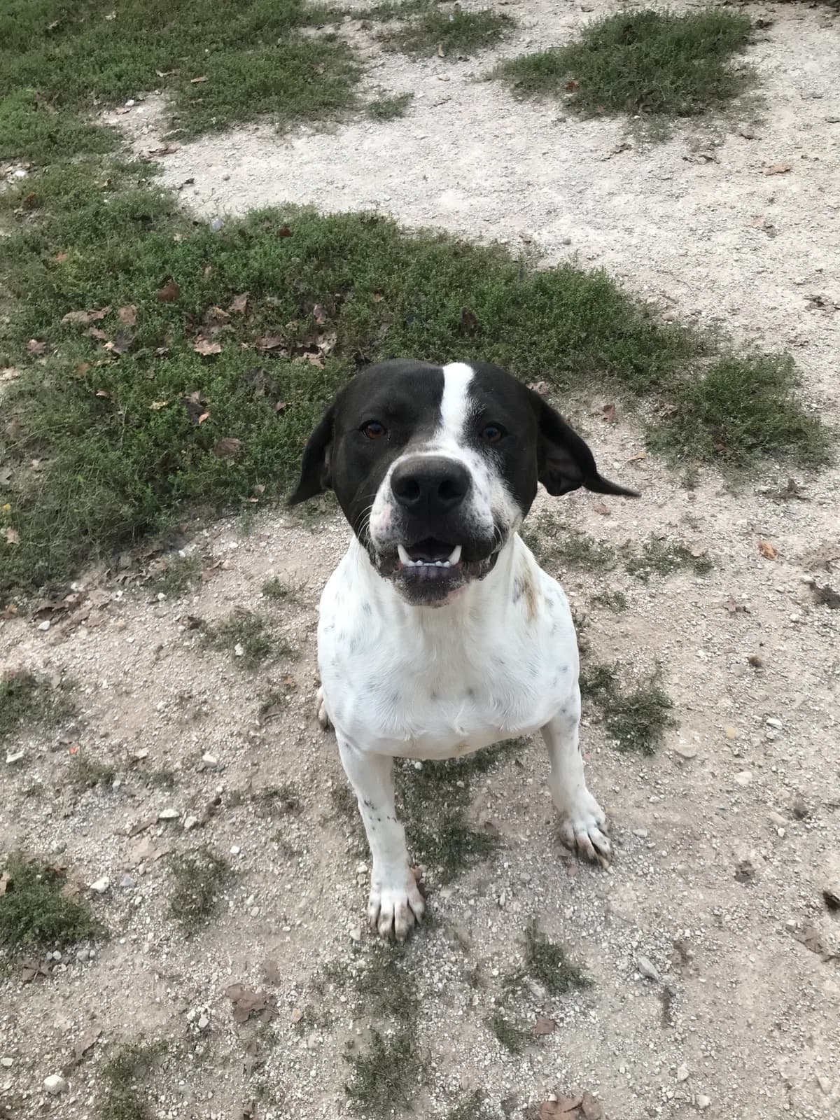 Zoom, male young Pointer for adoption at SPA du Centre, spa du centre