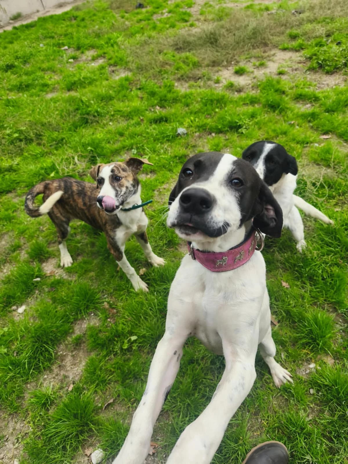 Zoom, male young Pointer for adoption at SPA du Centre, spa du centre
