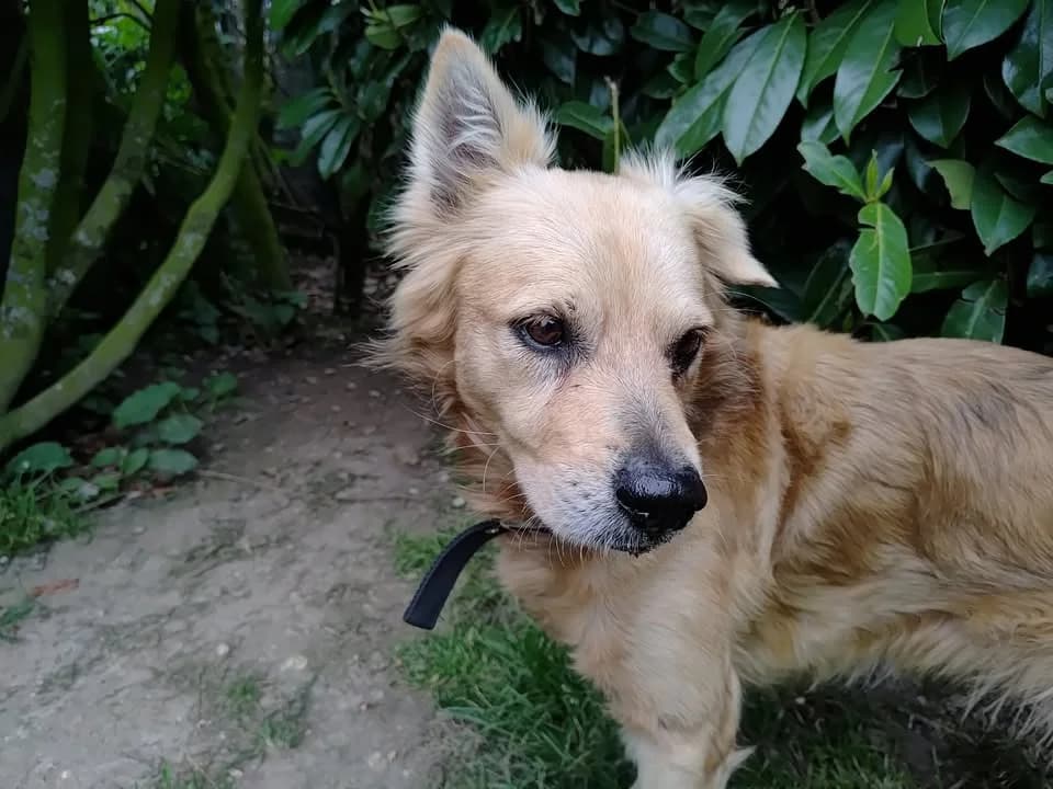 Taro, male 4yo mixed breed for adoption at SPA Étalondes, Etalondes