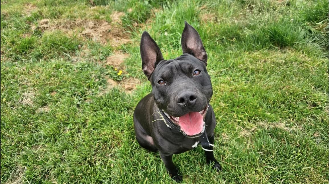 HINA, female 4yo mixed breed for adoption at SPA Étalondes, Etalondes