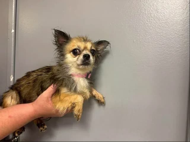 philomele, female 6yo Chihuahua for adoption at SPA Étalondes, Etalondes