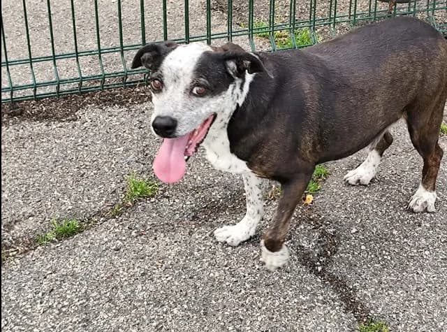 Black jack, male 3yo mixed breed for adoption at SPA Étalondes, Etalondes