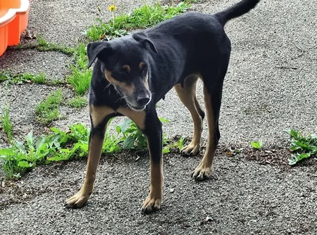 patty, female 4yo mixed breed for adoption at SPA Étalondes, Etalondes