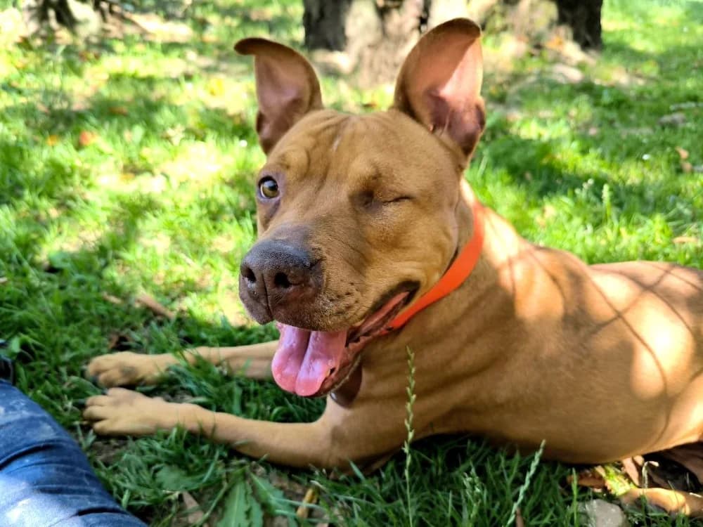 ROXY, female 6yo mixed breed for adoption at SPA Étalondes, Etalondes