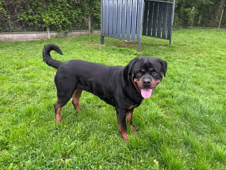 KIRA, female young Mixed Breed for adoption at SPA Étalondes, Etalondes