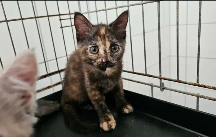 comète, female mixed breed for adoption at SPA Étalondes, Etalondes