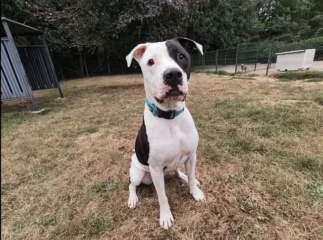 biggy, male young mixed breed for adoption at SPA Étalondes, Etalondes