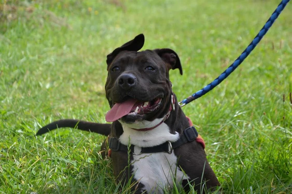 SIA, female 4yo Mixed Breed for adoption at SPA Étalondes, Etalondes