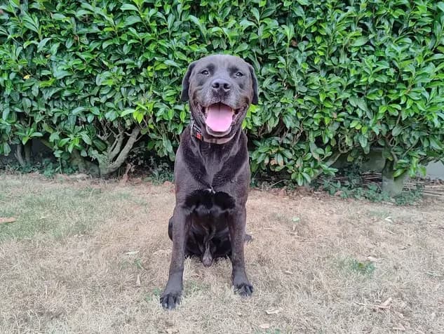 Guizmo, male Labrador Retriever for adoption at SPA Étalondes, Etalondes