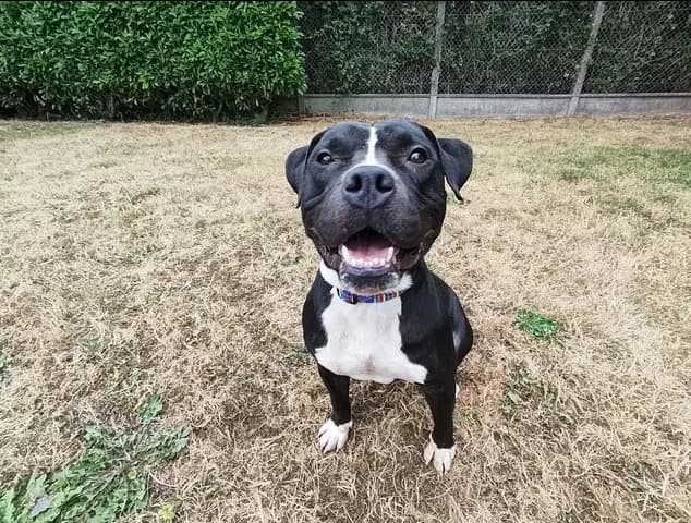 karlson, male 6yo mixed breed for adoption at SPA Étalondes, Etalondes